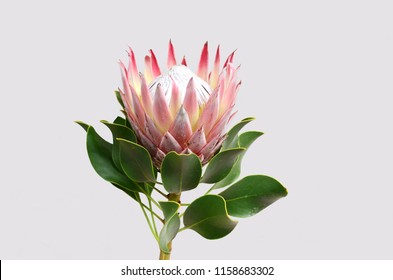 Red Protea Flower On White Background