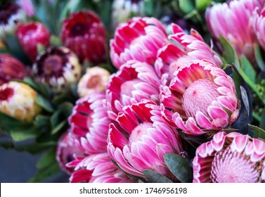 Protea Stock Photos, Images & Photography | Shutterstock