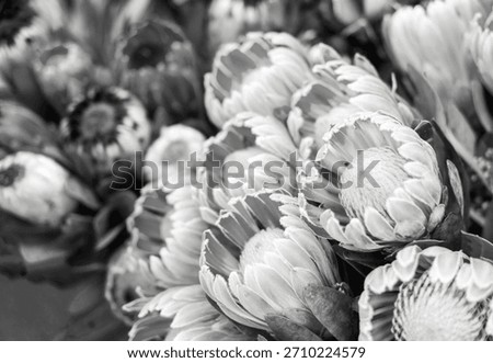 Red protea on store background. New trending PANTONE Cloud Dancer colour of 2026 year
