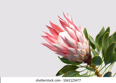 Red Protea Plant For Background