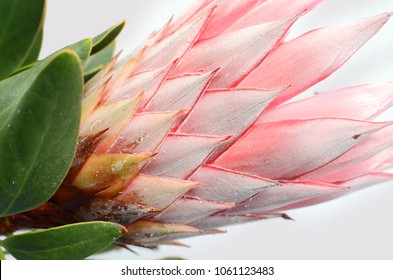 Red Protea Plant For Background