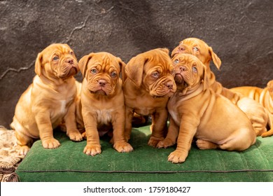 are french mastiff good family dogs