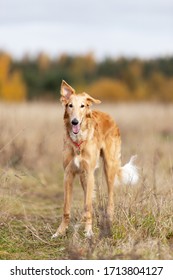 Red puppy of borzoi walks outdoor at summer day, russian sighthound, six months