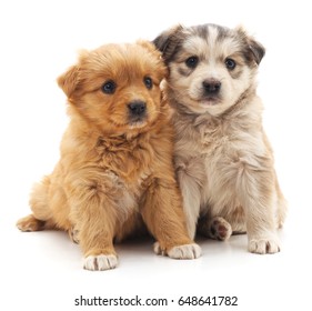 Red puppy and kitten and bunny on a white background.