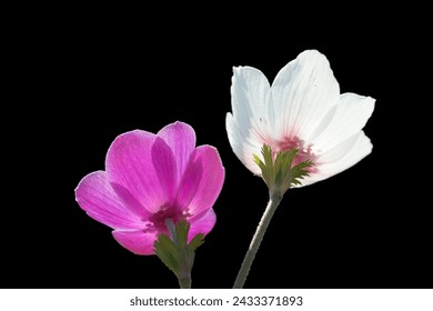 A red and purple anemone on black background - Powered by Shutterstock