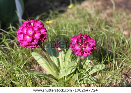 Red and purple color Prímula Denticulate Rubin flowers in a garden in May 2021. Idea for postcards, greetings, invitations, posters and Birthday decoration, background