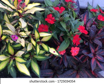 Red Purple Flower Garden Close Up Overhead View