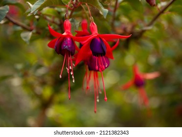 Red and purple flowers of a Fuschia during summer in a idyllic garden.