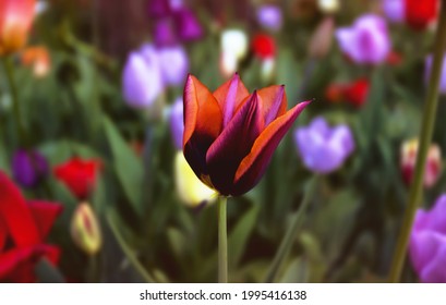 A red, purple, and orange tulip with pointed petals surrounded by other flowers during spring in Toronto, Ontario, Canada.
