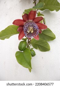 
Red And Purple Passion Flower