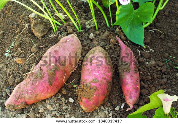 red purple sweet potato Ipomoea batatas growing\
with plant and soil in\
garden