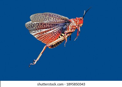 A Red Pyrgomorphid Grasshopper Jumping With Open Wings, South Africa
