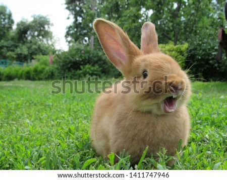 Red rabbit on green grass. Home decorative rabbit outdoors. Little bunny. Rabbit with open mouth is yawning. easter bunny.