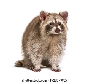 Red Raccoon Isolated On White