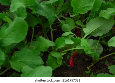 Red radish in the ground in the garden. Close-up. Radish plant in sandy soil, close up. Horticultural background with a radish plant. banner background with Red Radish. 