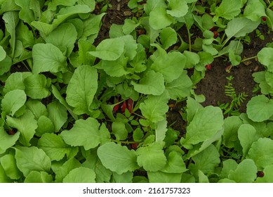 Red Radish In The Ground In The Garden. Close-up. Radish Plant In Sandy Soil, Close Up. Horticultural Background With A Radish Plant. Banner Background With Red Radish. 