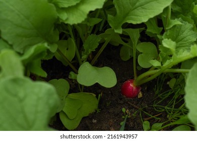 Red radish in the ground in the garden. Close-up. Radish plant in sandy soil, close up. Horticultural background with a radish plant. banner background with Red Radish. 