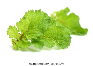 Red Radish Leaves On White Background 