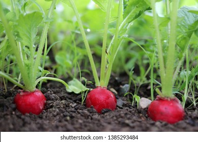 Red Radish Plant In Soil. Radish Growing In The Garden Bed.