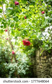 A Red Rambling Rose Climbing Through The Trees In A Garden, With A Dry Stone Wall