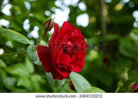 Red rambling rose ('Paul's scarlet' sort) solo flower and fresh buds. Planting red roses at courtyard garden. Floral background. Green blur foliage texture, saturated red accemt color. Summer vibes.