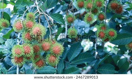 Red rambutan on the tree. A large bunch of red rambutans hangs on a tree against a background of green leaves and is a delicious and nutritious sweet fruit with a selective focus.