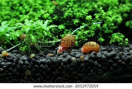 Red Ramshorn Snail (apple snail) walking in freshwater fish tank decorated with aquatic plants. Ram's horn snail is actually an aquatic gastropod mollusk in the aquarium hobby for eating algae.