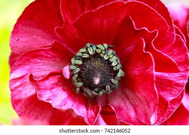 Red ranunculus
