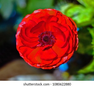 Red Ranunculus close up