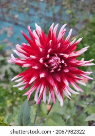 Red Rare Flower With Green Background