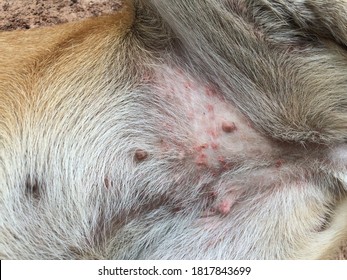 Red Rash On Abdomen Female Dogs Stock Photo 1817843699 | Shutterstock