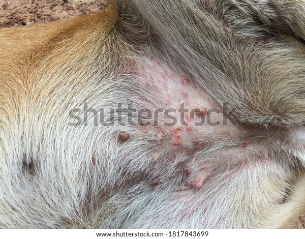 Red Rash On Abdomen Female Dogs Stock Photo 1817843699 | Shutterstock