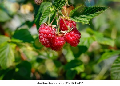 Red raspberries in garden, close up. Small branch of ripe raspberries in a garden. Red sweet berries growing on raspberry bush in fruit garden. - Shutterstock ID 2148912411