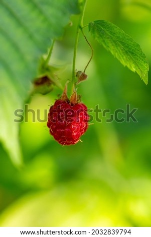 Similar – Image, Stock Photo cranberry wild strawberry