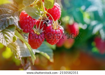 Red raspberries in sunny garden, close up. branch of ripe raspberries in plantation. Red sweet berries growing on raspberry bush in fruit garden.