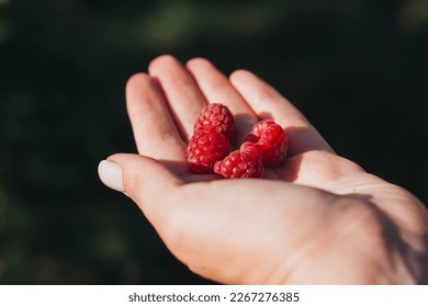 Red raspberry berries in hand on a green background.