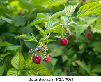 
red raspberry berries hang on the branches. raspberry plantation raspberry bush with berry. - Powered by Shutterstock