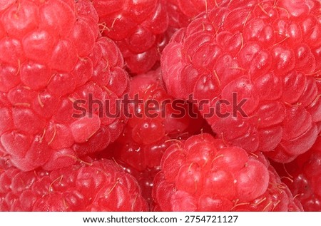 Red raspberry fruit with their characteristic knobbly surface. The plant that produces them belongs to the genus Ruber. A delicious summer time fruit.