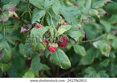 Red raspberry 'Schönemann' with fruits grows in the garden in September. Rubus idaeus, raspberry, red raspberry or occasionally European red raspberry, is a red-fruited species of Rubus. Berlin