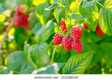 Red raspberry in garden. Branch of ripe raspberries, closeup. Red raspberries and green leaves, close up. - Powered by Shutterstock