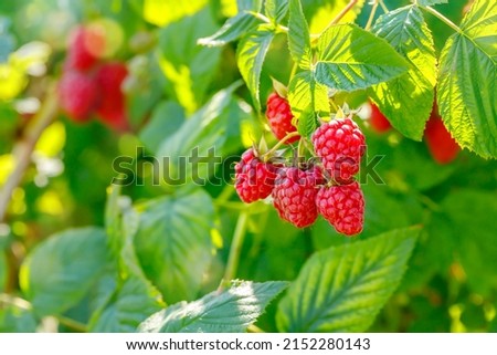 Red raspberry in garden. Branch of ripe raspberries, closeup. Red raspberries and green leaves, close up.