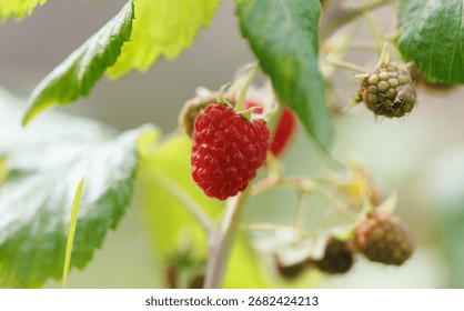 A red raspberry is hanging from a tree. There are several other raspberries on the tree