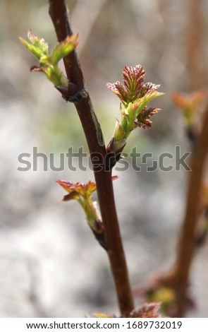 Red raspberry (Rubus idaeus) branches with buds in early spring. Image with local focusing and shallow depth of field