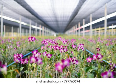 The Red Rattan Orchids Are Blooming In The Orchid Farm