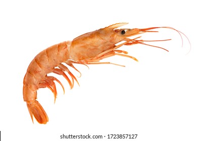 1,007 Argentine Red Shrimp Images, Stock Photos & Vectors | Shutterstock