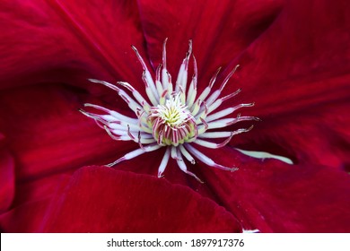 Red Rebecca Clematis Flower Head Close Up, White Visible Stamens And Pollen. Macro Photography.