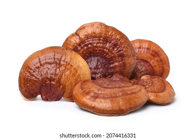 Red Reishi Mushroom (Lingzhi) Isolated On White Background.