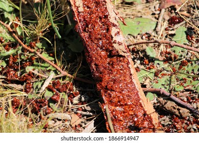 Red Resin Sap On Eucalypt Bark, South Australia