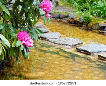 Red Rhododendron Bush Above The Stepping Stones Laying Across The Pond