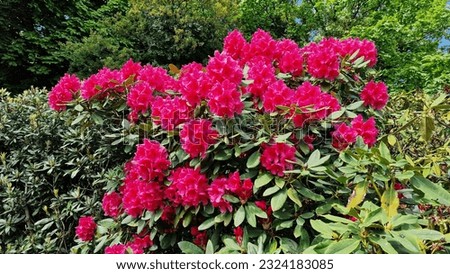 Red rhododendron flowers blooming in the spring garden.